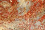 Polished Petrified Wood (Araucarioxylon) - Arizona #284315-1